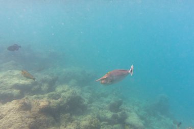 Tek boynuzlu at cerrah balığı. Tropikal ve mercan deniz balığı. Güzel sualtı dünyası. Su altı fotoğrafçılığı.