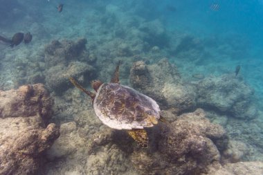 Green sea turtle. Tropical and coral sea wildelife. Beautiful underwater world. Underwater photography. clipart