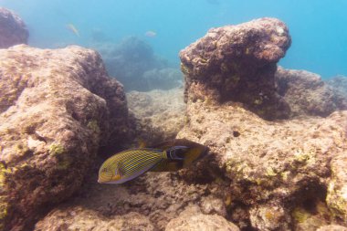 Mavi bantlı cerrah balığı (Acanthurus lineatus). Tropikal ve mercan deniz balığı. Güzel sualtı dünyası. Su altı fotoğrafçılığı.