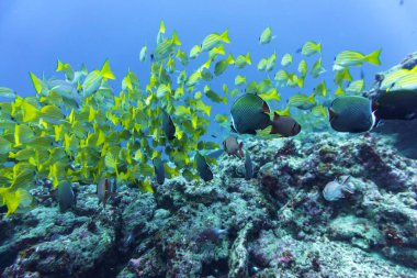 Maldivler adasındaki Mercan Kayalıkları ve Tropikal Balıklar. Tropikal ve mercan yaban hayatı. Güzel sualtı dünyası. Su altı fotoğrafçılığı.