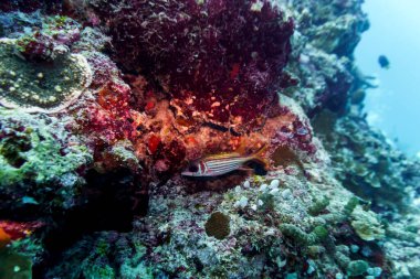 Coral Reef and Tropical Fish on Maldives island. Tropical and coral sea wildelife. Beautiful underwater world. Underwater photography. clipart