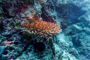 Coral Reef and Tropical Fish on Maldives island. Tropical and coral sea wildelife. Beautiful underwater world. Underwater photography. clipart