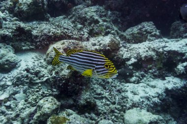 Maldivler adasındaki mercan resifinde doğulu tatlı dudak balığı (Plectorhinchus vittatus). Tropikal ve mercan yaban hayatı. Güzel sualtı dünyası. Su altı fotoğrafçılığı.