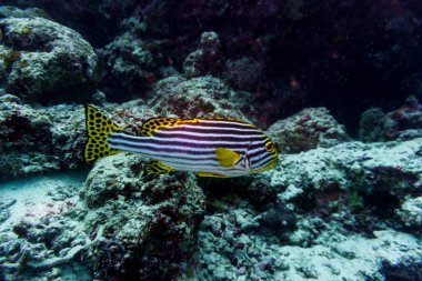 Maldivler adasındaki mercan resifinde doğulu tatlı dudak balığı (Plectorhinchus vittatus). Tropikal ve mercan yaban hayatı. Güzel sualtı dünyası. Su altı fotoğrafçılığı.