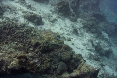 Yeşil deniz kaplumbağası. Tropikal ve mercan yaban hayatı. Güzel sualtı dünyası. Su altı fotoğrafçılığı.