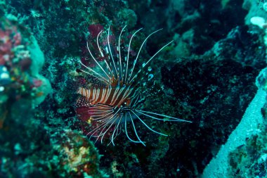 Aslan balığı (Pterois mombasae). Scorpaenidae - güzel ve tehlikeli