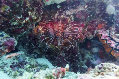 Aslan balığı (Pterois mombasae). Scorpaenidae - güzel ve tehlikeli
