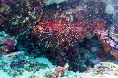 Lionfish (Pterois mombasae). Scorpaenidae - beautiful and danger clipart