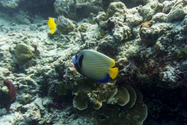 İmparator Melek Balığı (Pomacanthus Imperator) Maldivler adasındaki mercan resifinde. Tropikal ve mercan yaban hayatı. Güzel sualtı dünyası. Su altı fotoğrafçılığı.