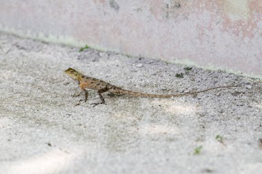Yabani kertenkele (oryantal bahçe kertenkelesi) maldivler adalarında yaşar. Sürüngen
