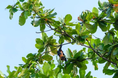 Maldivler adasında uçan tilki. Meyve yarasası uçuyor. Gri başlı Uçan Tilki (Pteropus poliocephalus).