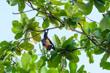 Maldivler adasında uçan tilki. Meyve yarasası uçuyor. Gri başlı Uçan Tilki (Pteropus poliocephalus).