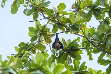 Maldivler adasında uçan tilki. Meyve yarasası uçuyor. Gri başlı Uçan Tilki (Pteropus poliocephalus).