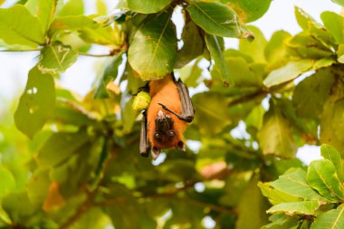 Maldivler adasında uçan tilki. Meyve yarasası uçuyor. Gri başlı Uçan Tilki (Pteropus poliocephalus).