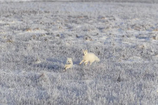 Wilde Tundra 'da iki kutup tilkisi (Vulpes Lagopus). Kutup tilkisi oynuyor.