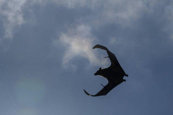 Flying Fox on Maldives island. Fruit bat flying. Gray-headed Flying Fox (Pteropus poliocephalus).