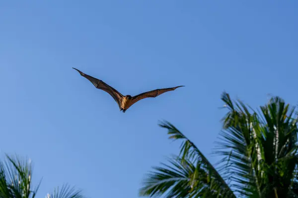 Stock image Flying Fox on Maldives island. Fruit bat flying. Gray-headed Flying Fox (Pteropus poliocephalus).