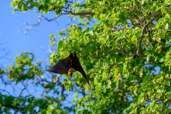 stock image Flying Fox on Maldives island. Fruit bat flying. Gray-headed Flying Fox (Pteropus poliocephalus).