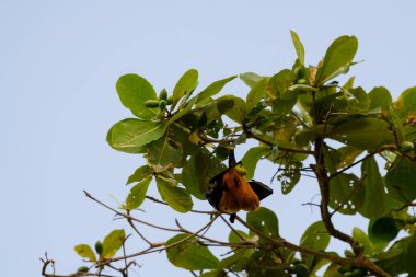 Maldivler adasında uçan tilki. Meyve yarasası uçuyor. Gri başlı Uçan Tilki (Pteropus poliocephalus).