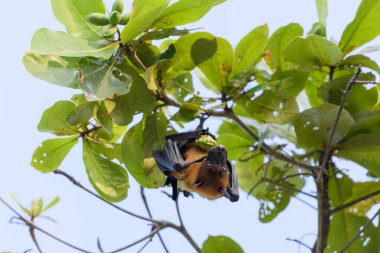 Flying Fox on Maldives island. Fruit bat flying. Gray-headed Flying Fox (Pteropus poliocephalus). clipart