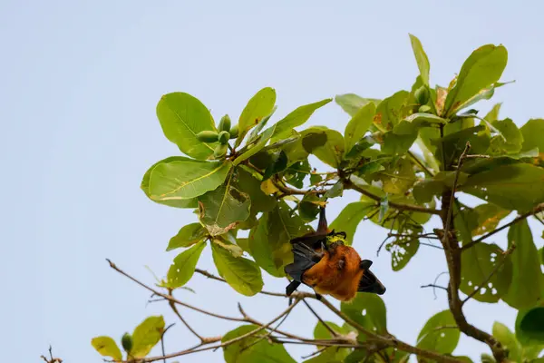 stock image Flying Fox on Maldives island. Fruit bat flying. Gray-headed Flying Fox (Pteropus poliocephalus).