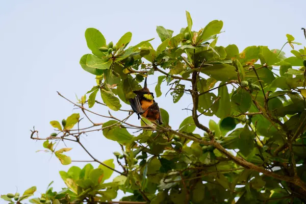 Maldivler adasında uçan tilki. Meyve yarasası uçuyor. Gri başlı Uçan Tilki (Pteropus poliocephalus).