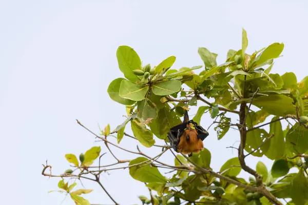 stock image Flying Fox on Maldives island. Fruit bat flying. Gray-headed Flying Fox (Pteropus poliocephalus).