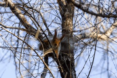 Küçük kuş tomtit dala oturur. Şehirdeki kuş gözlemciliği.