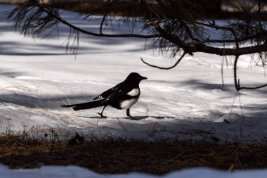 Magpie in a winter park. Birdwatching in the city. clipart