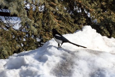 Kış parkında saksağan. Şehirdeki kuş gözlemciliği.