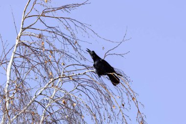 Kış parkında karga. Şehirdeki kuş gözlemciliği.