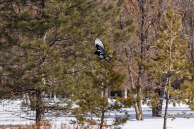 Magpie in a winter park. Birdwatching in the city. clipart