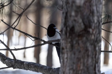 Magpie in a winter park. Birdwatching in the city. clipart