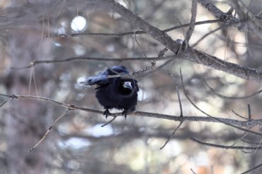 Crow in a winter park. Birdwatching in the city. clipart