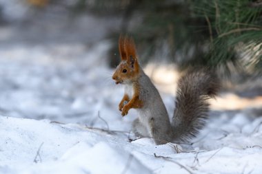 Parkta kar üzerinde kırmızı Avrasyalı sincap, yakın plan. Kış zamanı.