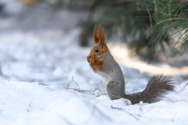 Parkta kar üzerinde kırmızı Avrasyalı sincap, yakın plan. Kış zamanı.