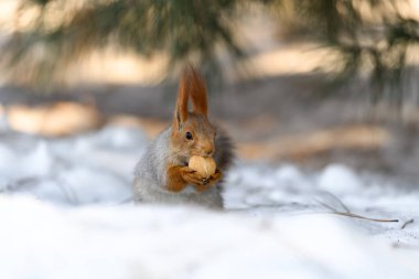 Parkta kar üzerinde kırmızı Avrasyalı sincap, yakın plan. Kış zamanı.