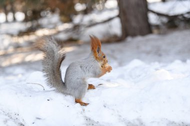 Parkta kar üzerinde kırmızı Avrasyalı sincap, yakın plan. Kış zamanı.