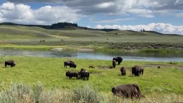 Yellowstone Wyoming Een Kudde Bison Het Wild — Stockvideo