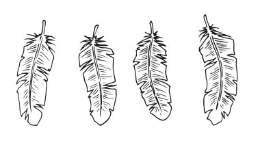 Bir dizi el yapımı tüy. Satır sanatı.