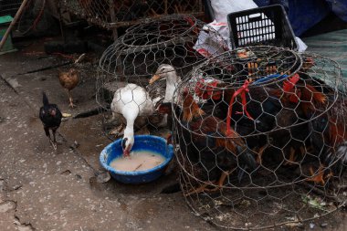 Chickens and ducks in a cage for sale.