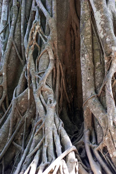 Big tree trunk with intertwined roots.