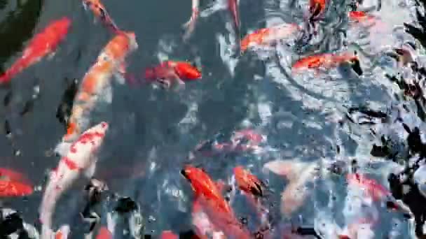 Red Koi Carps Swimming Pond — Stock Video