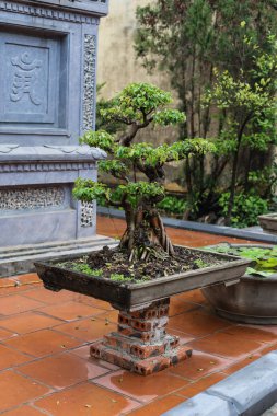 Budist tapınağı bahçesindeki Bonsai ağacı. Vietnam.