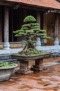 Budist tapınağı bahçesindeki Bonsai ağacı. Vietnam.