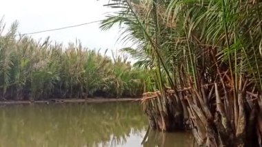 Palmiye ormanında nehrin kıyısında yüzmek. Vietnam