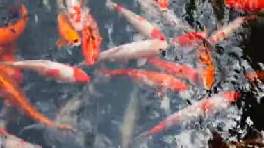 Koi sazanları gölette yüzüyor.. 