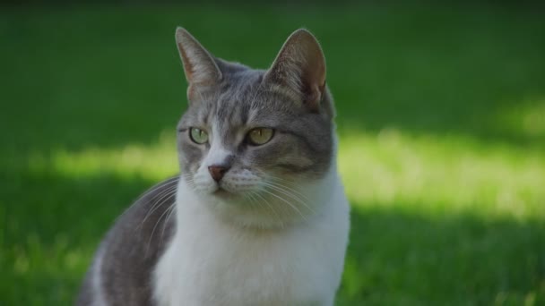 Cat Garden Close Domácí Zvířata Domácí Zvířata Portrét Tabby Amerického — Stock video
