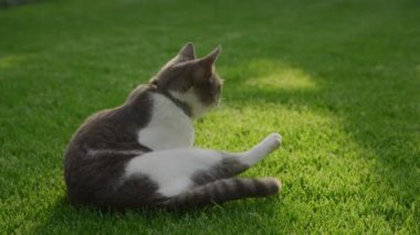 Bahçedeki Kedi Pençesi Yalıyor. Çim yıkayan komik kedi. Gün batımında yeşil çimlerin üzerinde oturan ve kendini yavaş çekimde temizleyen evcil hayvan.