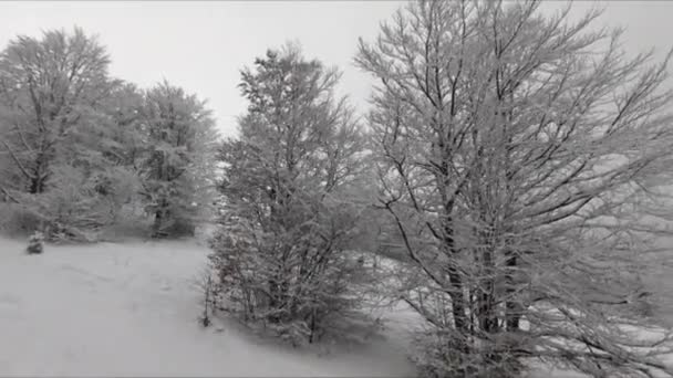 Les Sněhu Pohled Sedačkové Lanovky Náladového Zimního Dne Horách — Stock video